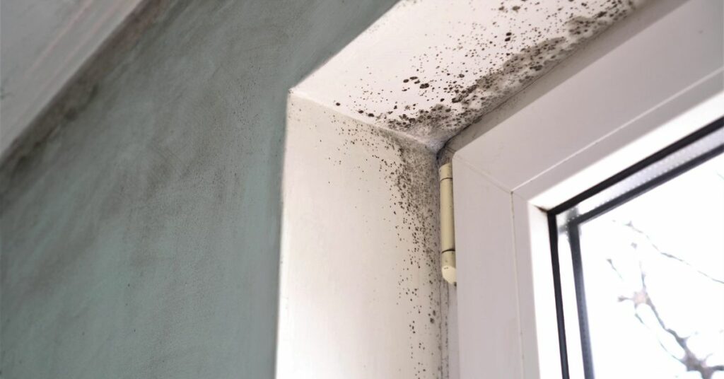 Guide to Mold Testing: When & How