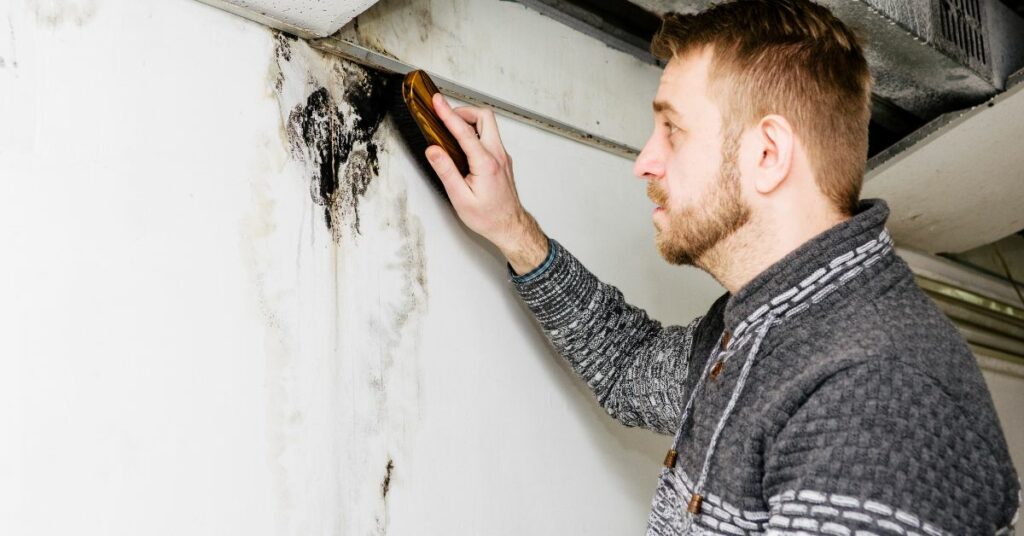 Understanding the Mold Remediation Process Step-by-Step Guide